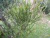 image of Euphorbia tirucalli