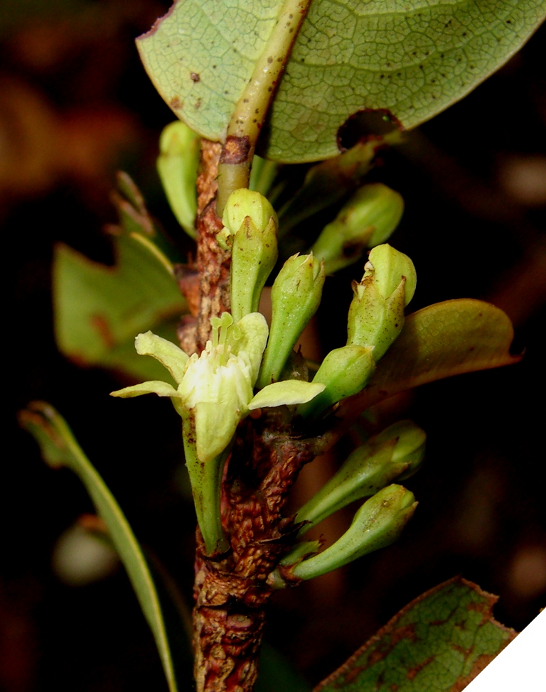 Erythroxylaceae Erythroxylum riverae