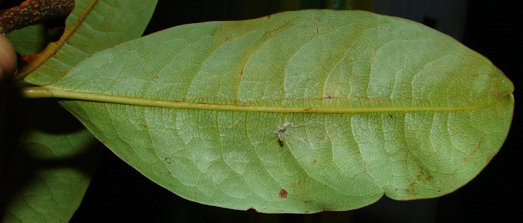 Erythroxylaceae Erythroxylum riverae