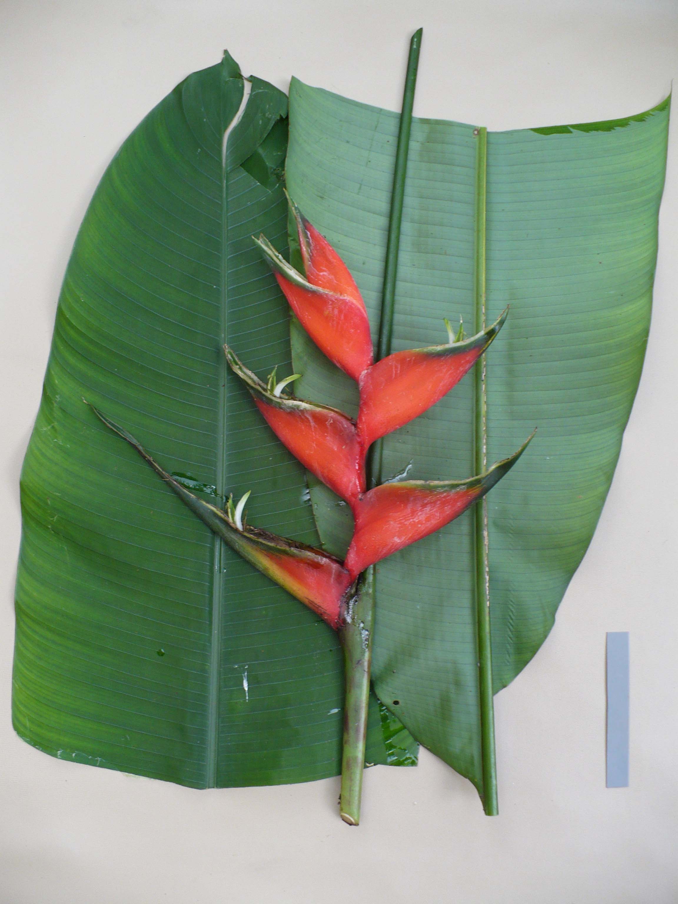 Heliconiaceae Heliconia bihai