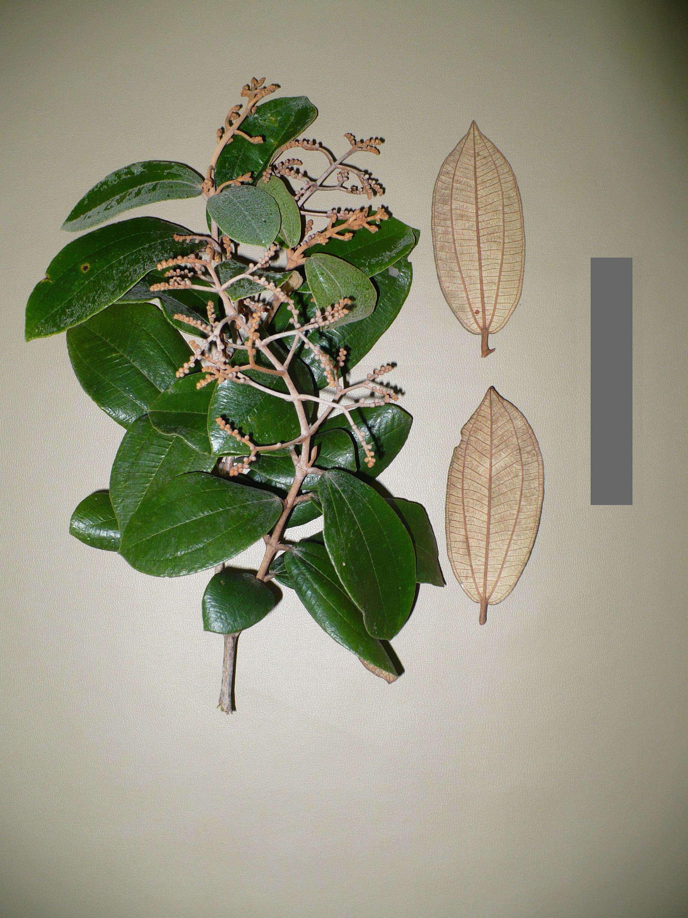 Melastomataceae Miconia albicans