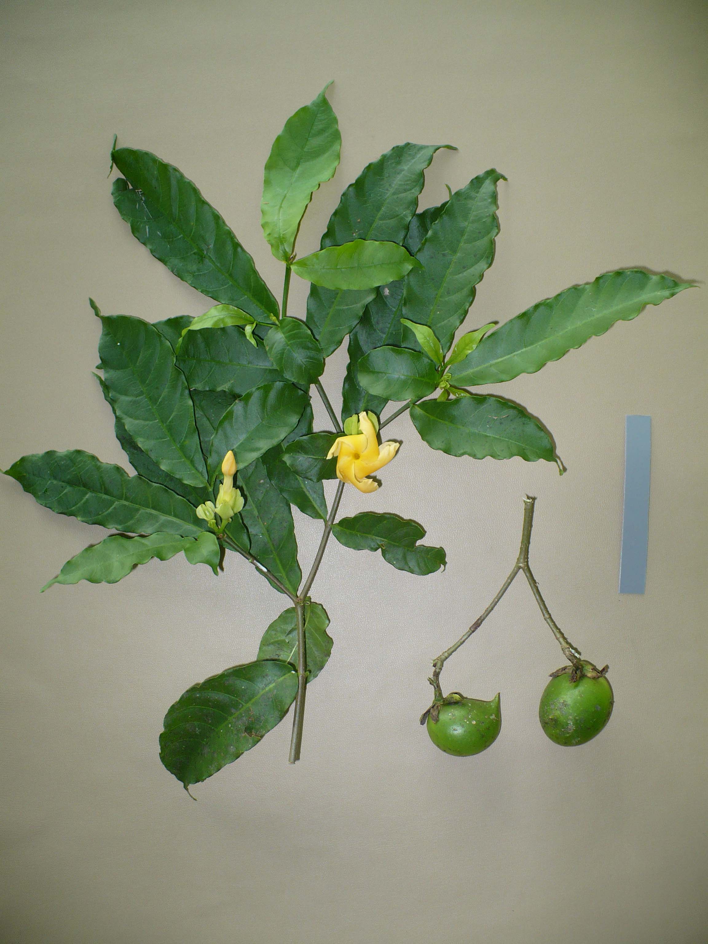 Apocynaceae Stemmadenia grandiflora