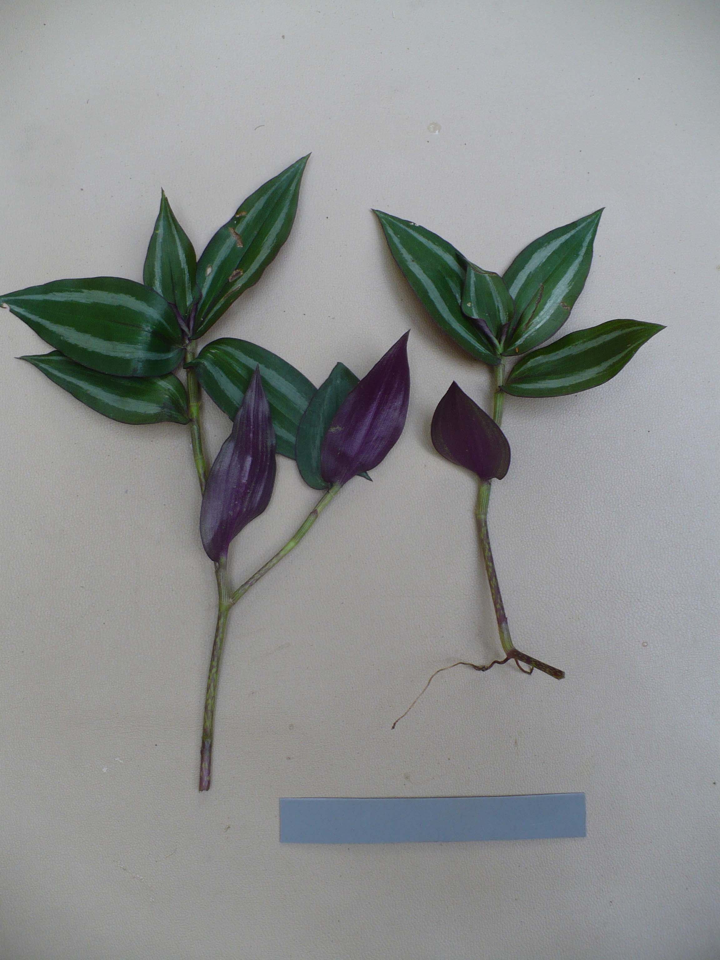 Commelinaceae Tradescantia pendula
