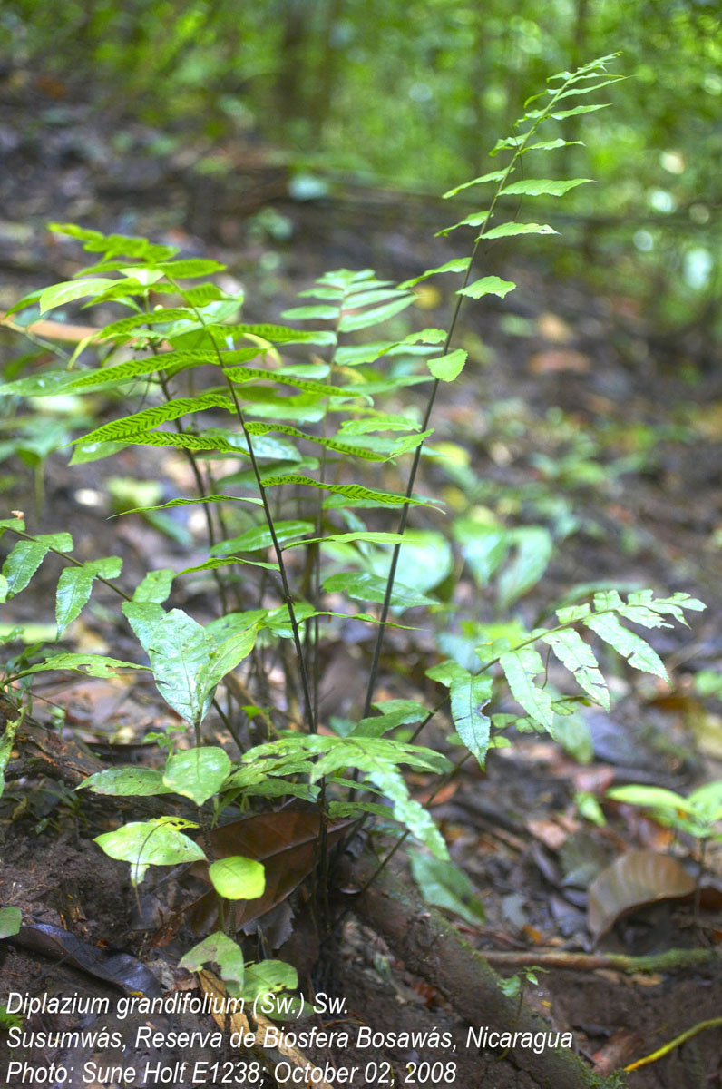 Athyriaceae Diplazium grandifolium