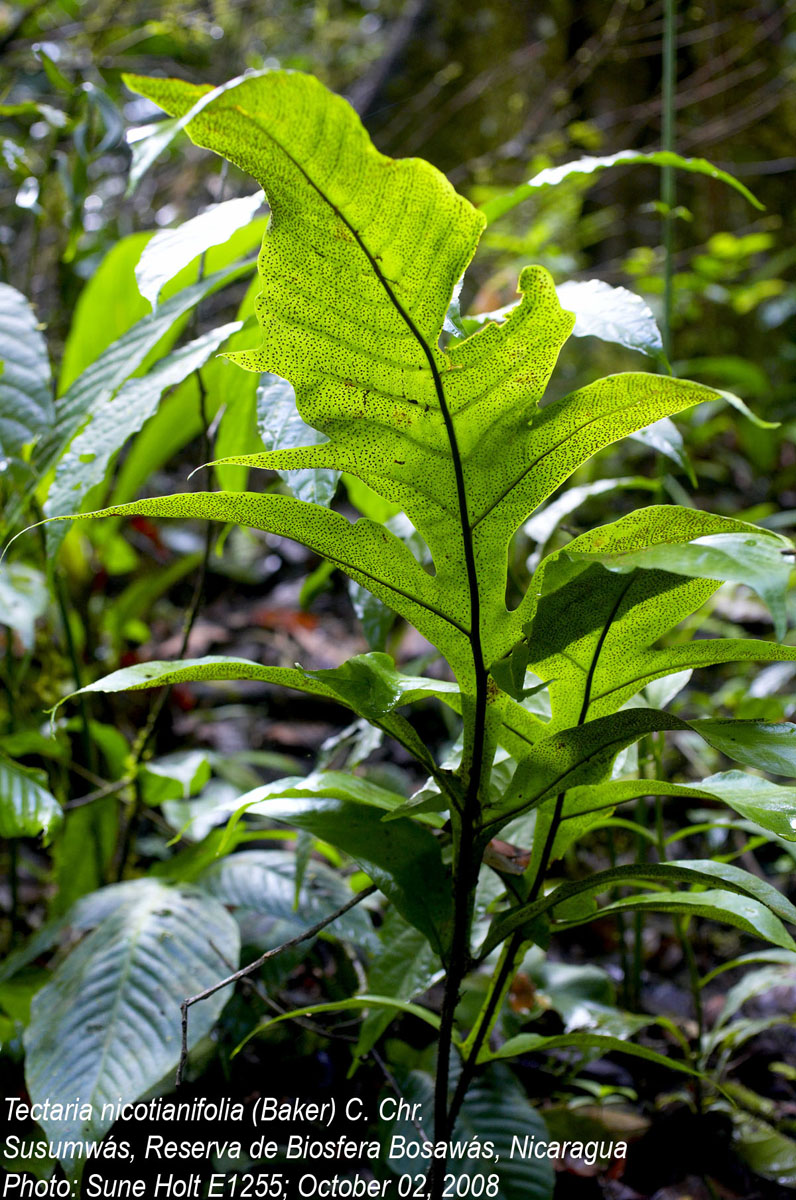 Tectariaceae Hypoderris nicotianifolia