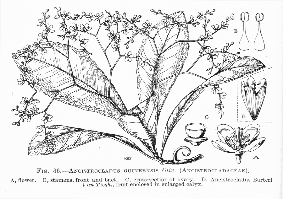 Ancistrocladaceae Ancistrocladus guineensis
