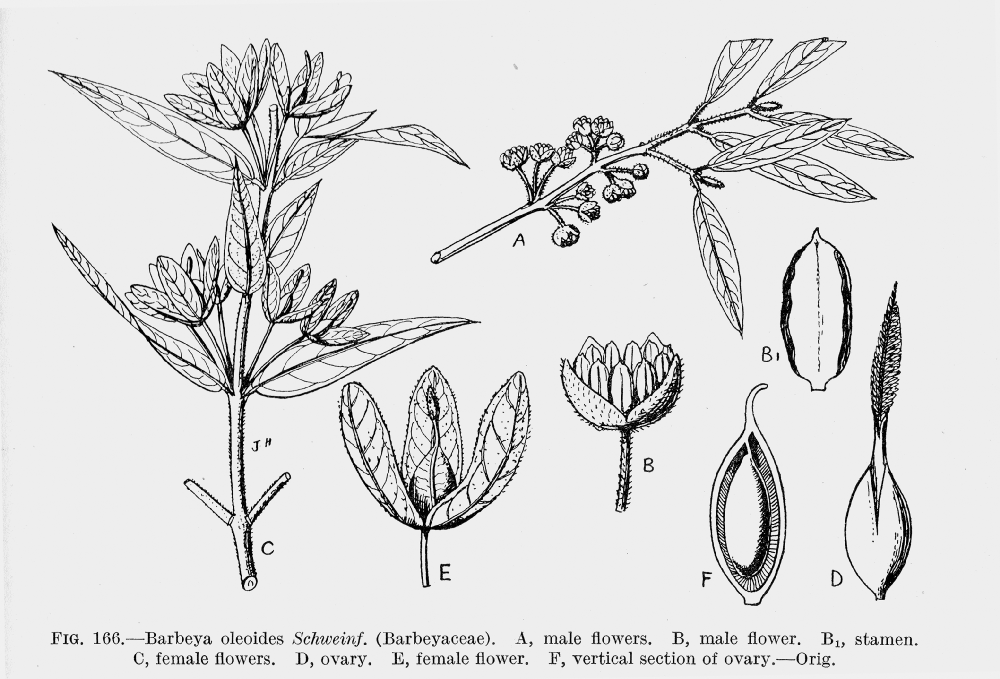 Barbeyaceae Barbeya oleoides