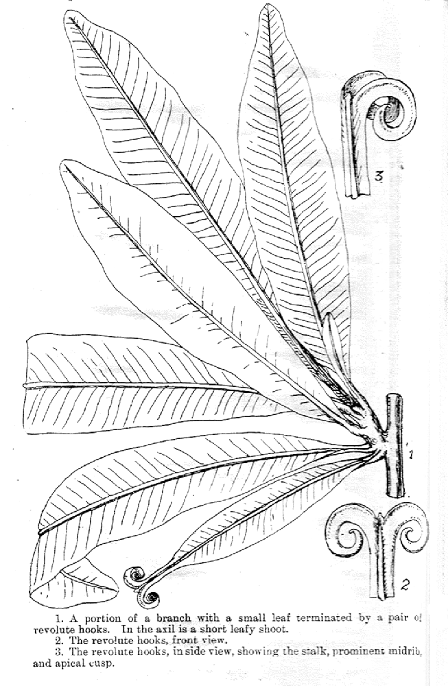 Dioncophyllaceae Dioncophyllum 