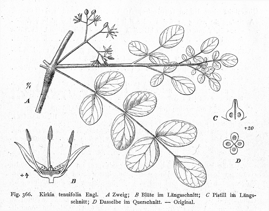 Kirkiaceae Kirkia tenuifolia