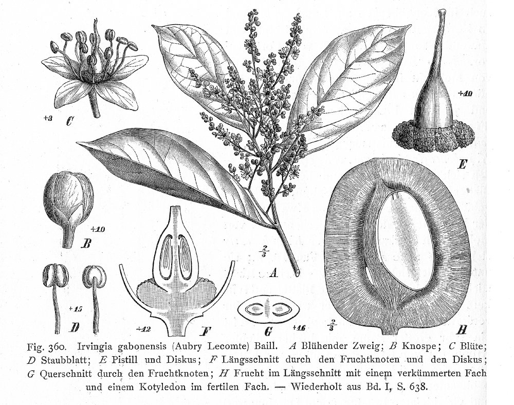 Irvingiaceae Irvingia gabonensis