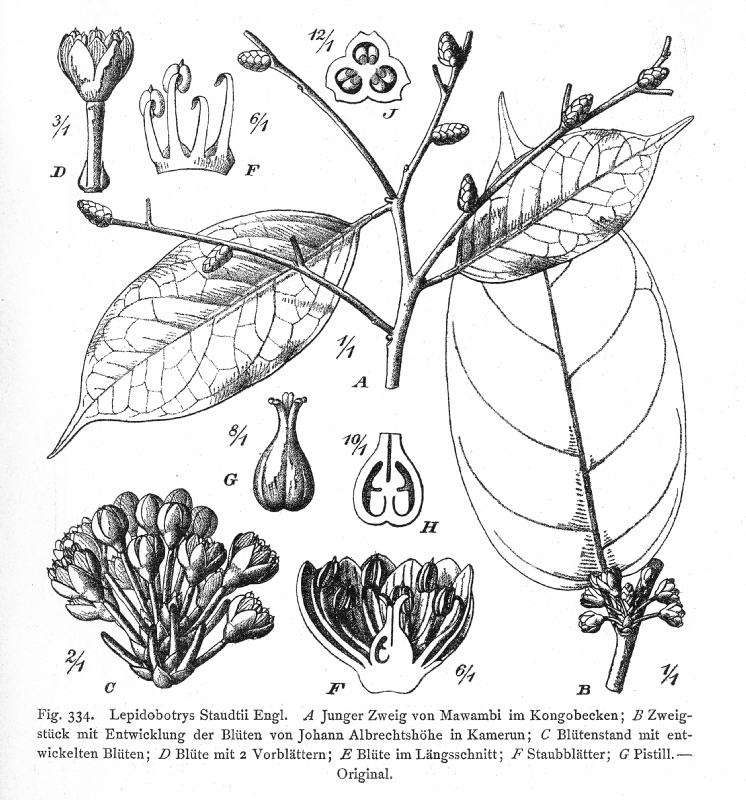 Lepidobotryaceae Lepidobotrys staudtii