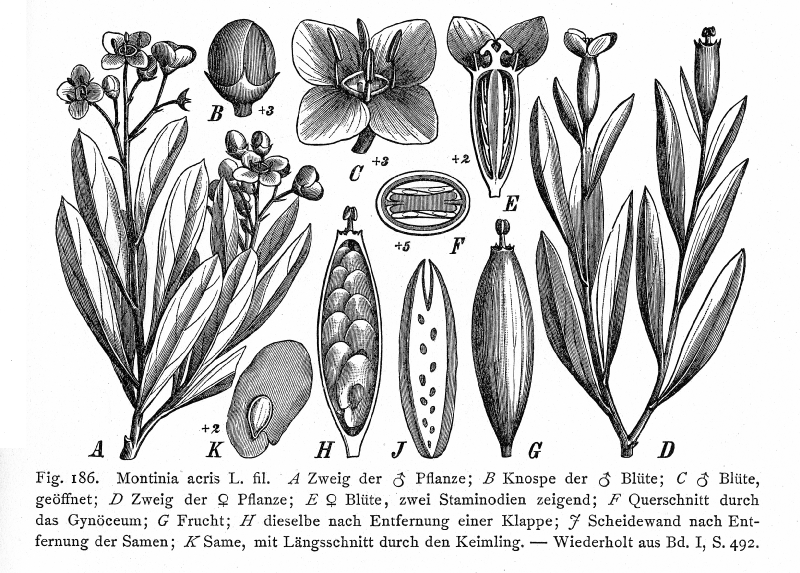 Montiniaceae Montinia acris