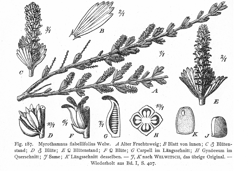 Myrothamnaceae Myrothamnus flabellifolia