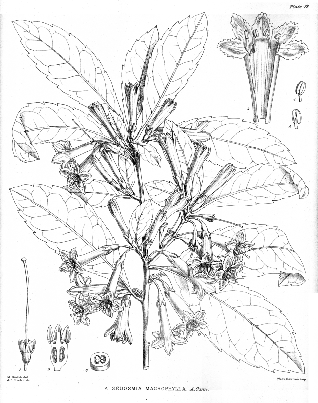 Alseuosmiaceae Alseuosmia macrophylla