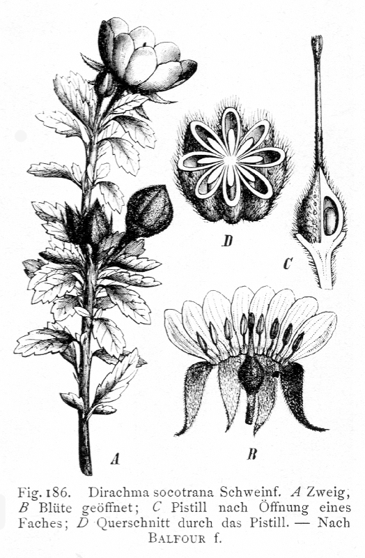 Dirachmaceae Dirachma socotrana