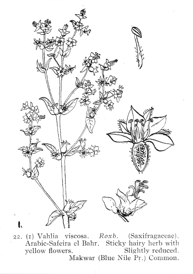 Vahliaceae Vahlia viscosa