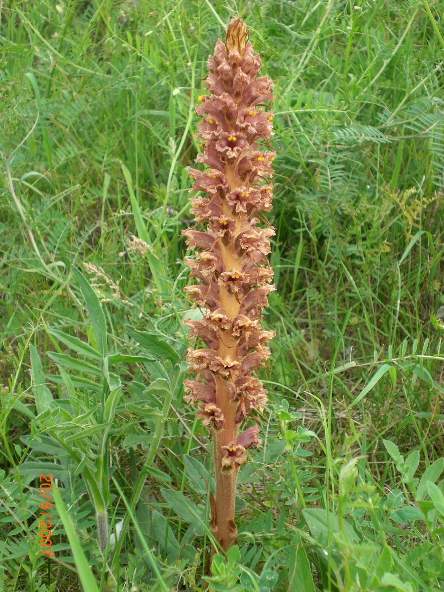 Orobanchaceae Orobanche elatior
