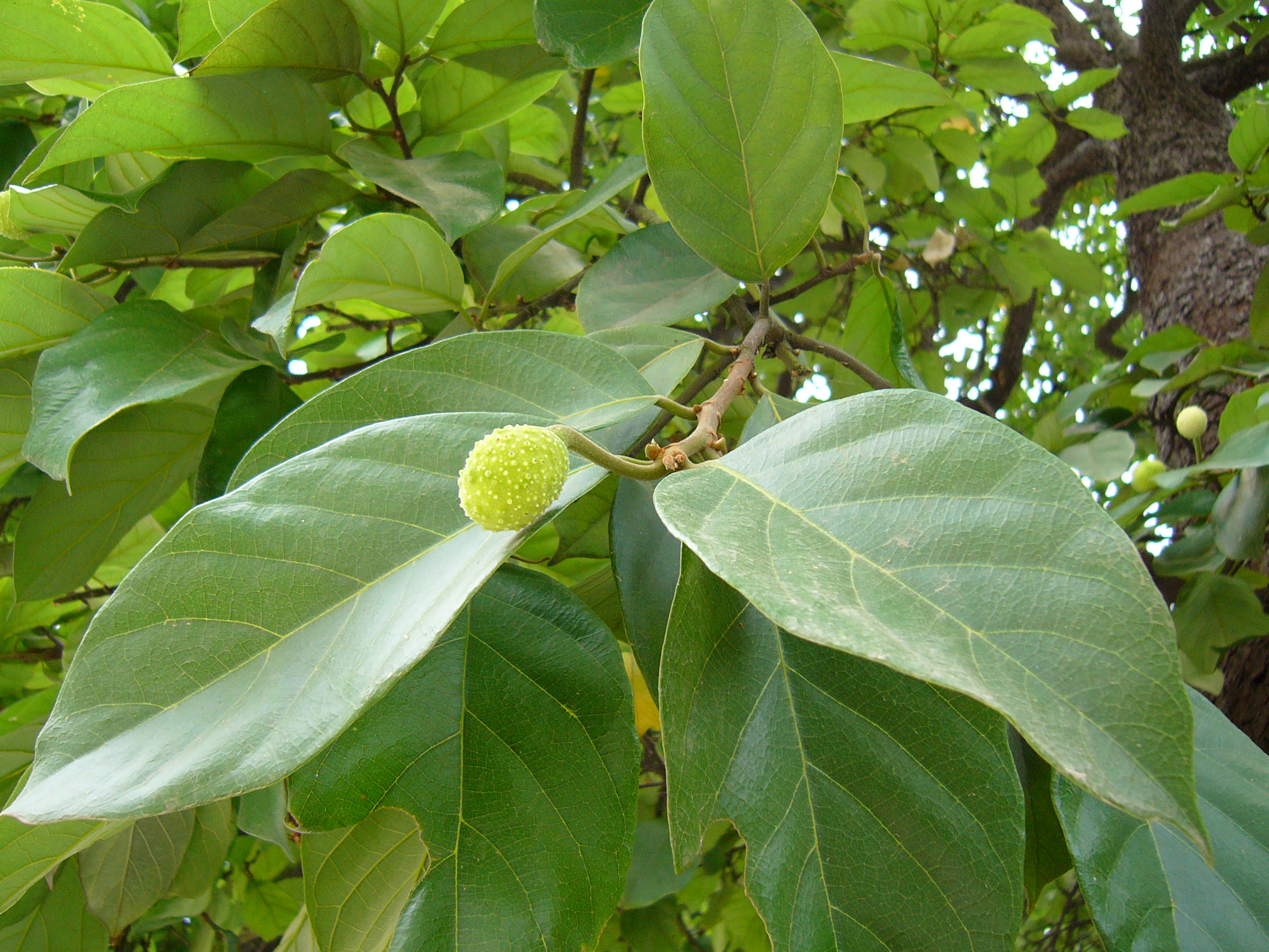Moraceae Artocarpus nanchuanensis