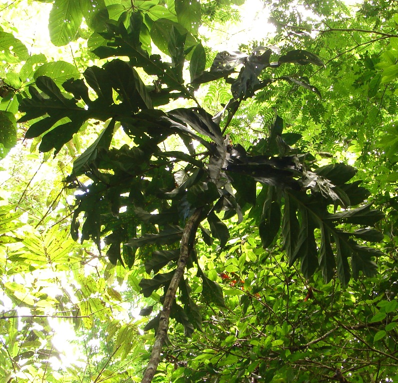 Rubiaceae Pentagonia pinnatifida