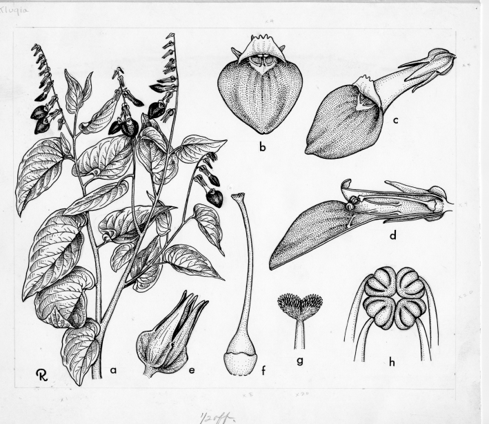 Gesneriaceae Klugia 