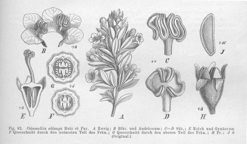 Columelliaceae Columellia oblonga