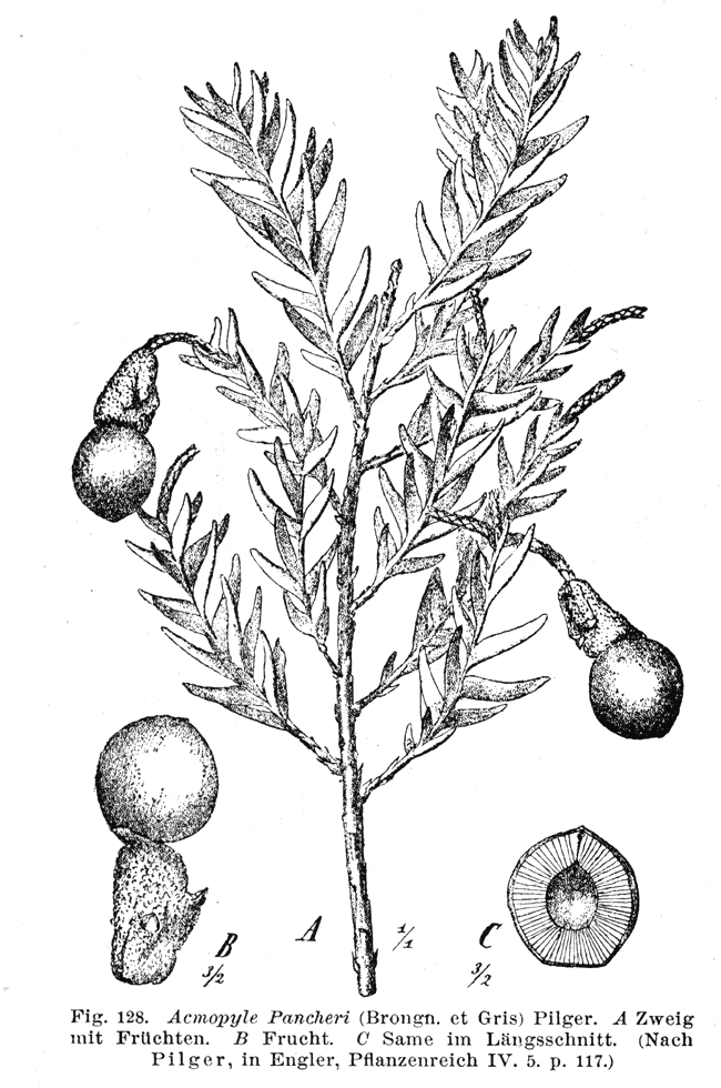 Podocarpaceae Acmopyle pancheri