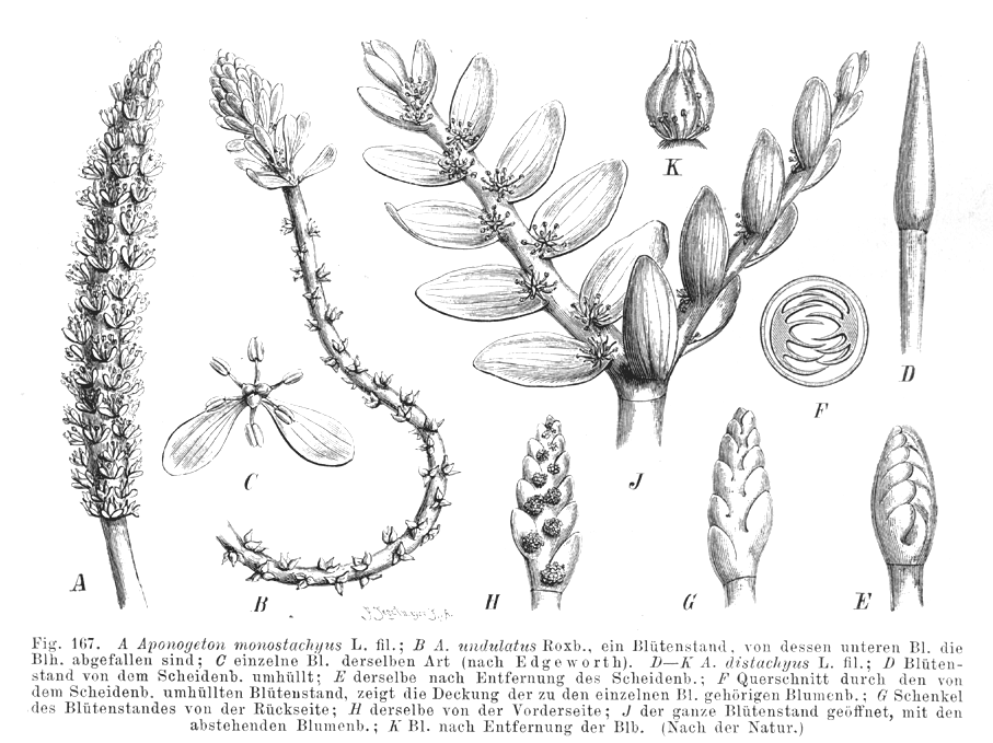 Aponogetonaceae Aponogeton distachyus