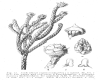 image of Athrotaxis cupressoides
