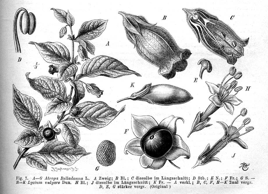 Solanaceae Atropa belladonna