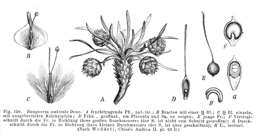 Plantaginaceae Bougueria nubicola