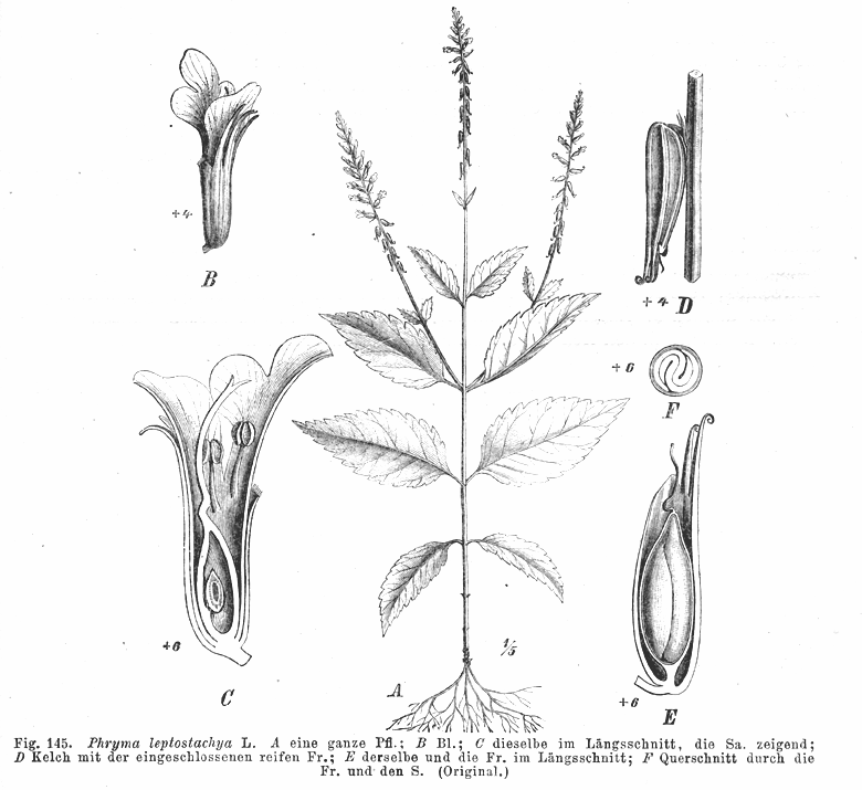 Phrymaceae Phryma leptostachya
