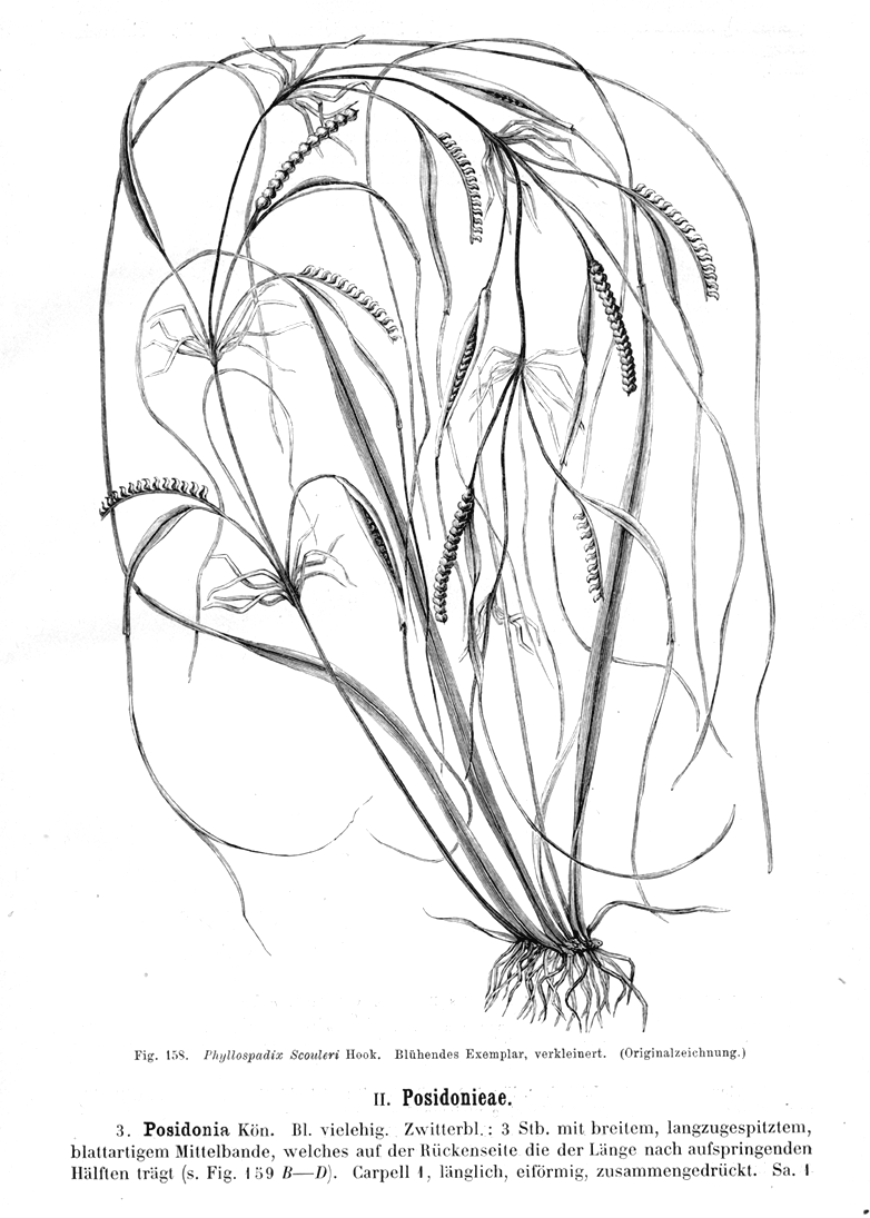 Zosteraceae Phyllospadix scouleri