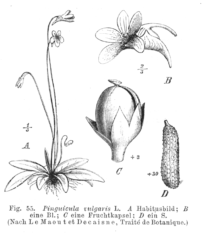 Lentibulariaceae Pinguicula vulgaris