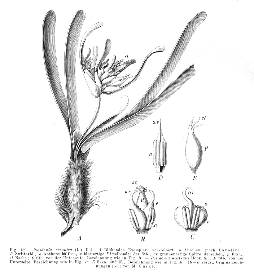 Posidoniaceae Posidonia oceanica