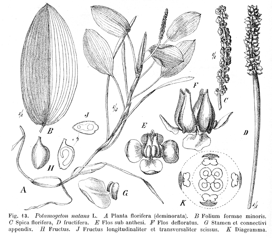 Potamogetonaceae Potamogeton natans