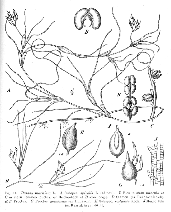 Ruppiaceae Ruppia maritima