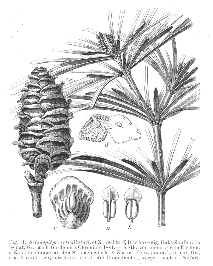 Sciadopityaceae Sciadopitys verticillata