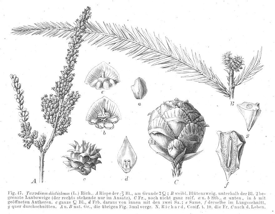 Cupressaceae Taxodium distichum