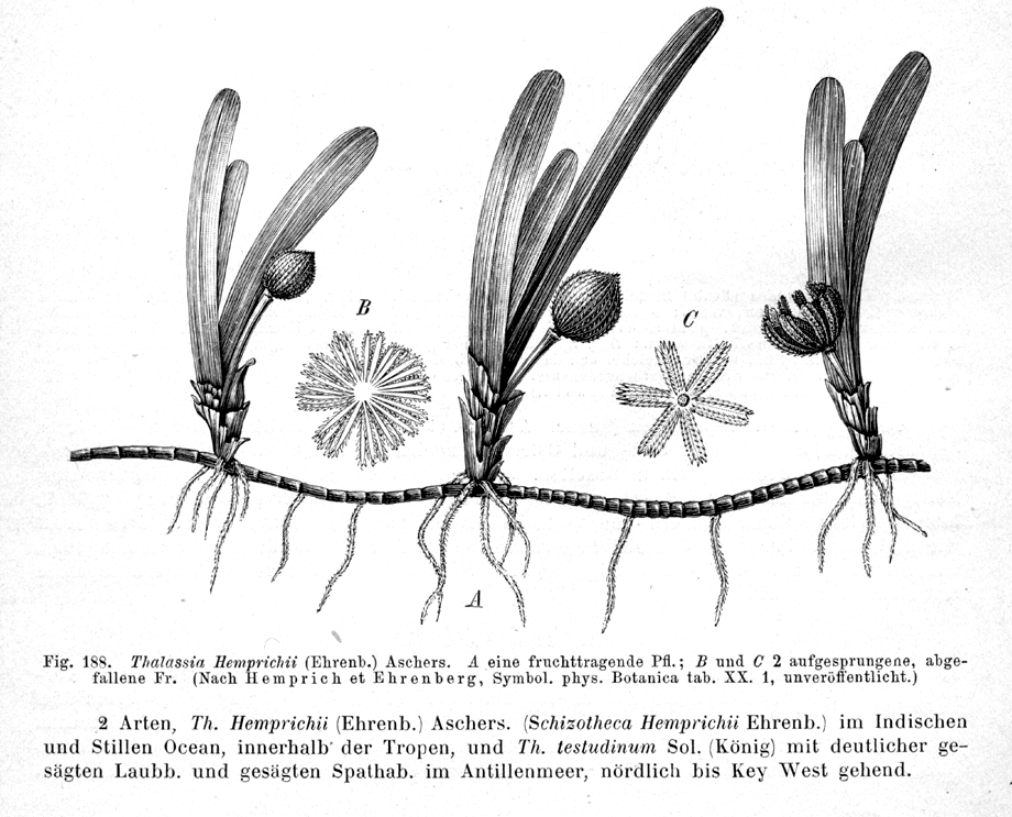 Hydrocharitaceae Thalassia hemprichii