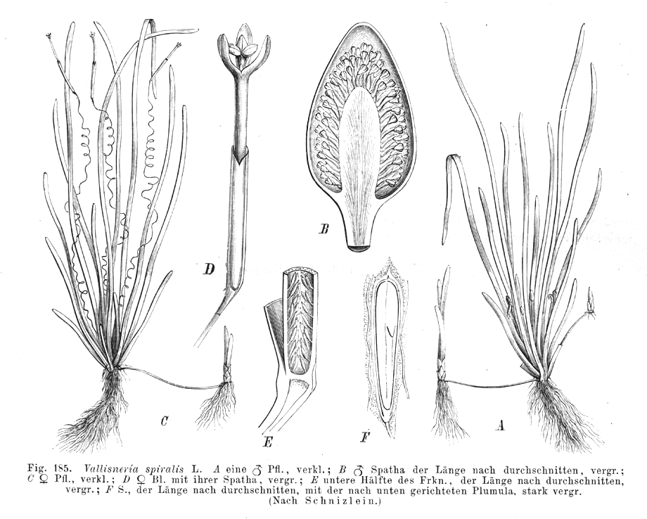 Hydrocharitaceae Vallisneria spiralis