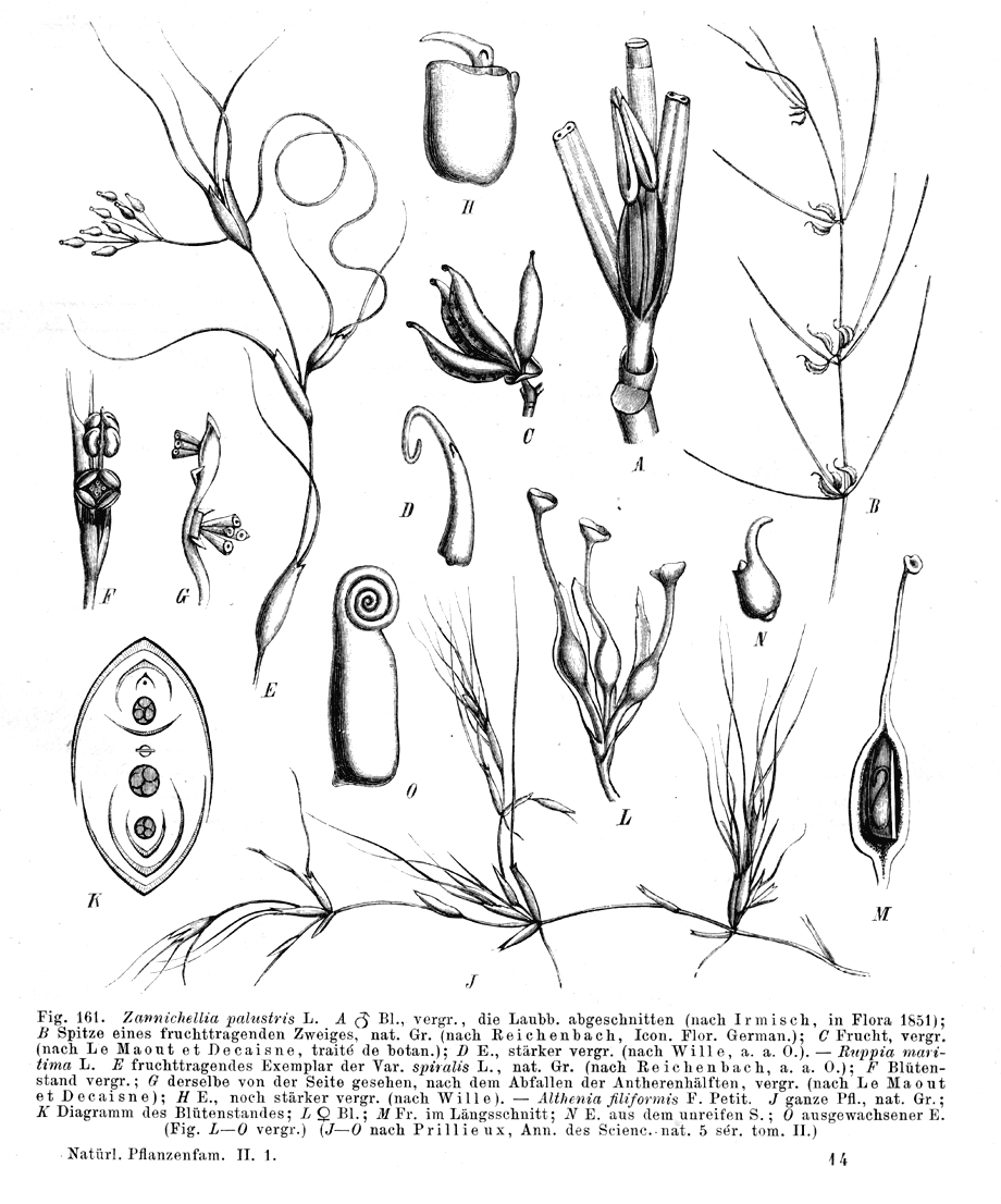Potamogetonaceae Zannichellia palustris