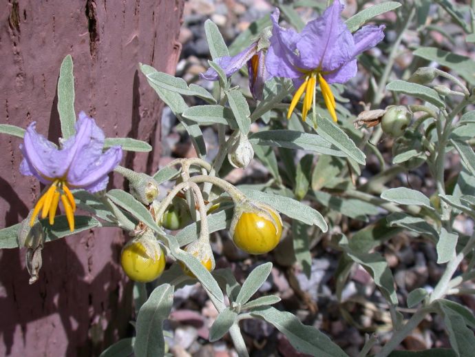 Solanaceae Solanum elaeagnifolium