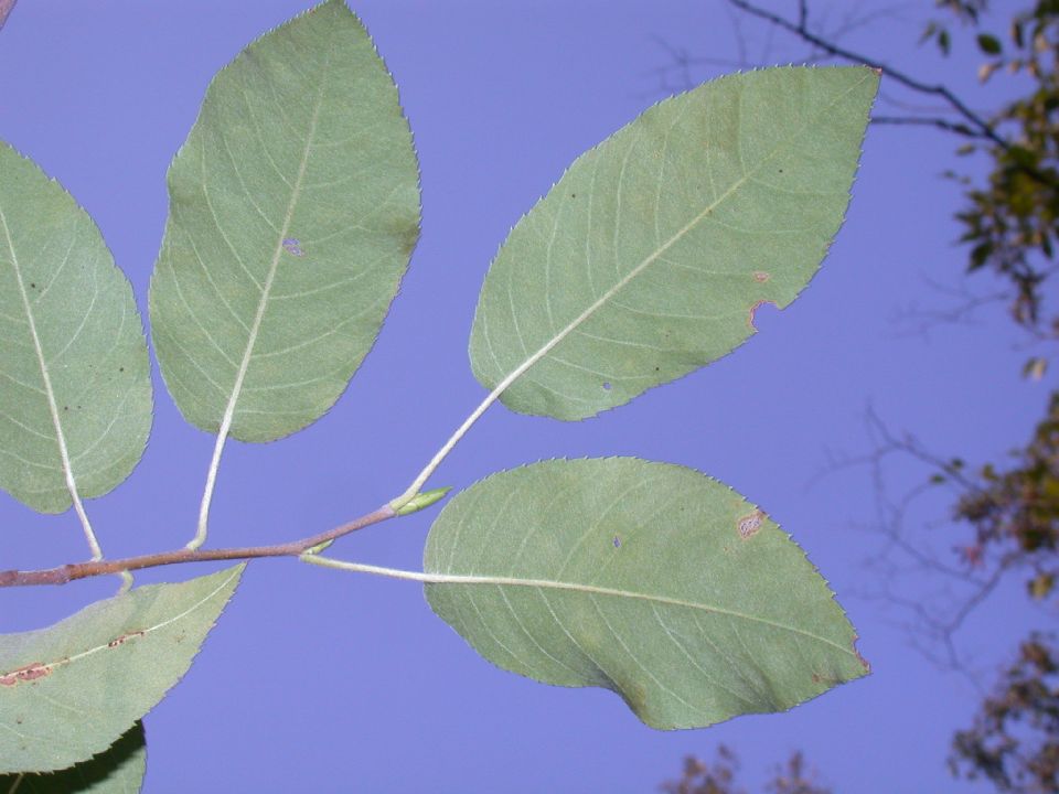 Betulaceae Carpinus caroliniana