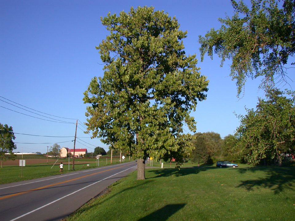 Magnoliaceae Magnolia acuminata
