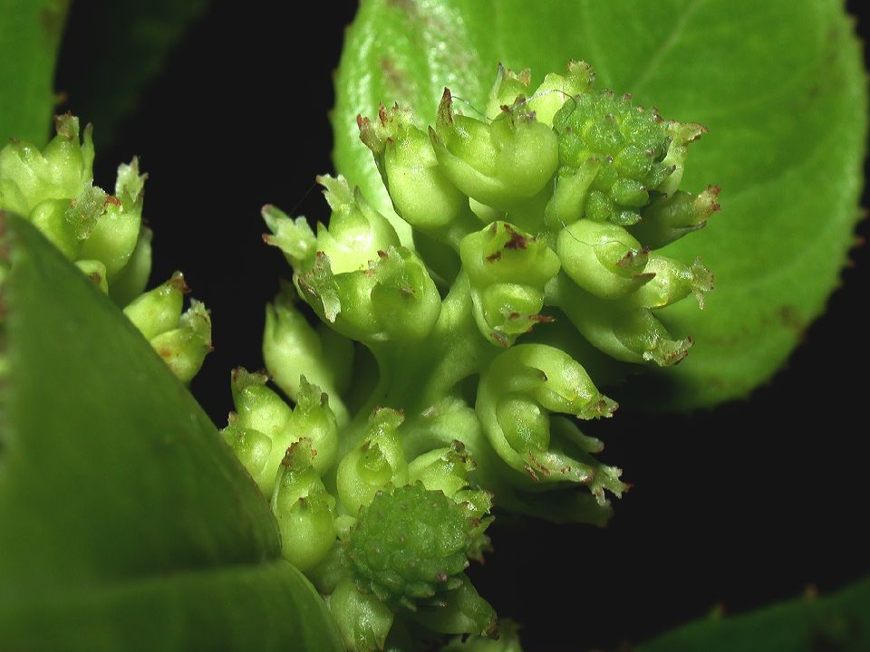 Chloranthaceae Hedyosmum 