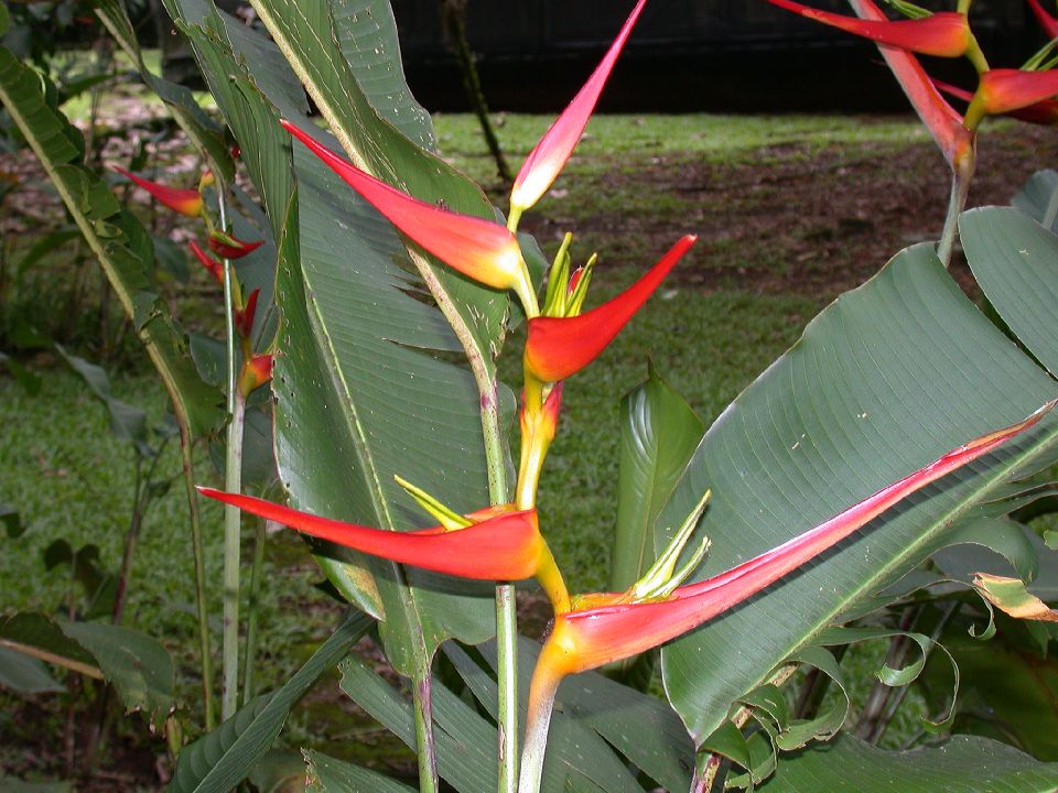 Heliconiaceae Heliconia latispatha