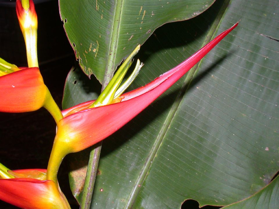 Heliconiaceae Heliconia latispatha