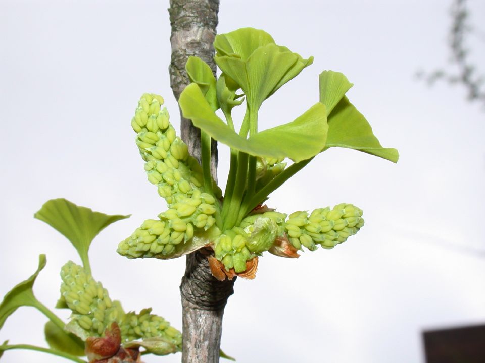 Ginkgoaceae Ginkgo biloba