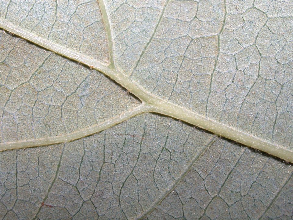 Fagaceae Quercus stellata