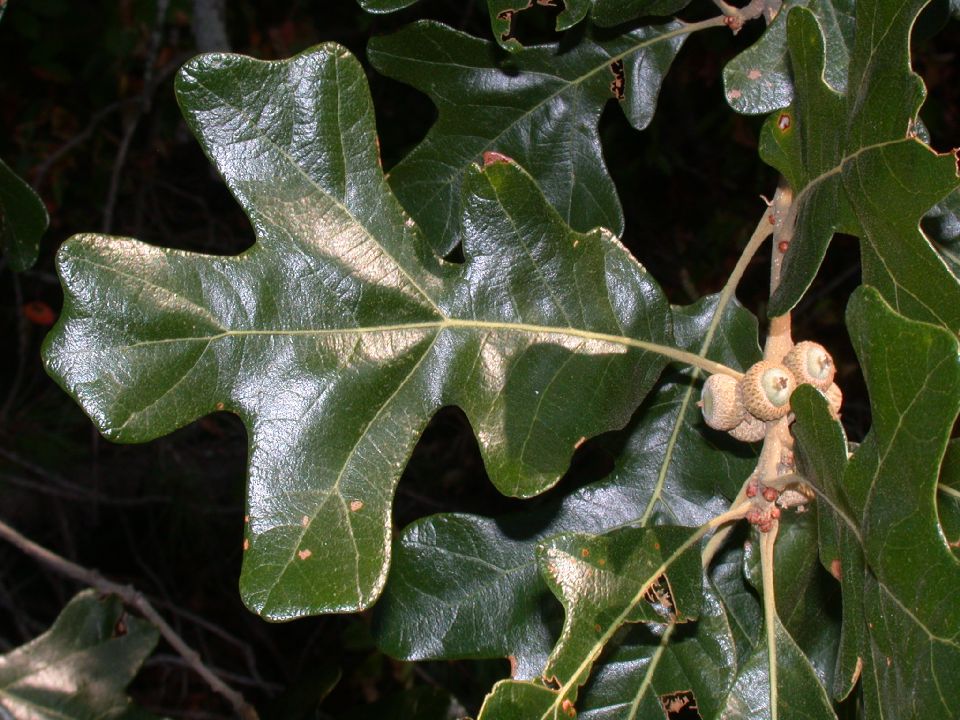 Fagaceae Quercus stellata
